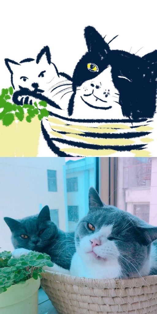 豆瓣青年独宠猫？